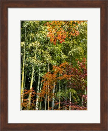 Framed Fall Foliage Print