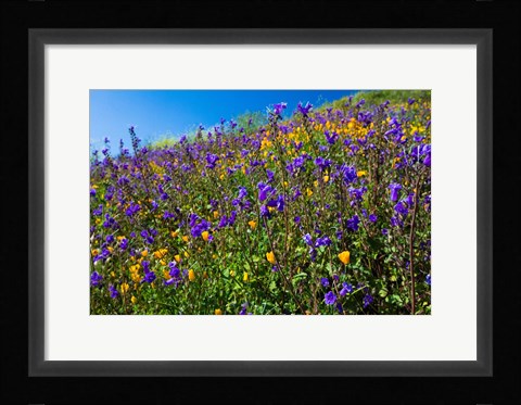 Framed Wildflowers Growing in a Field, Diamond Valley Lake, California Print