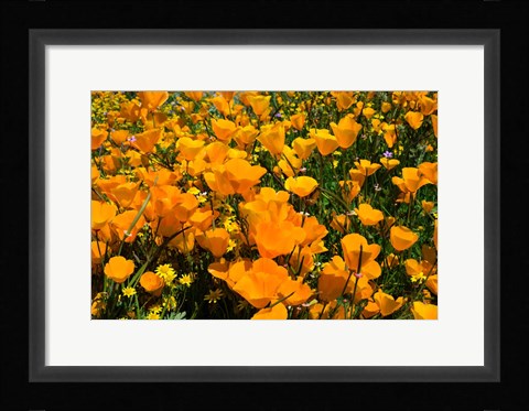 Framed Close-Up of Poppies in a field, Diamond Valley Lake, California Print