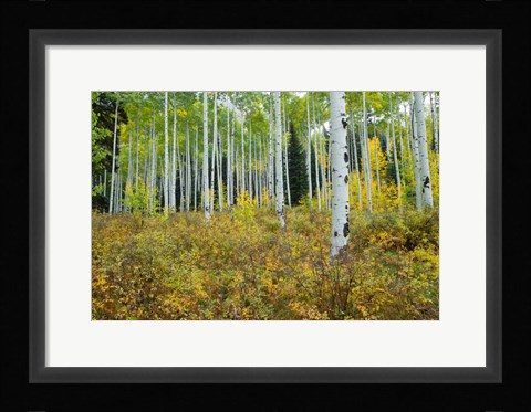 Framed Aspen Trees in Maroon Creek Valley, Aspen, Colorado Print
