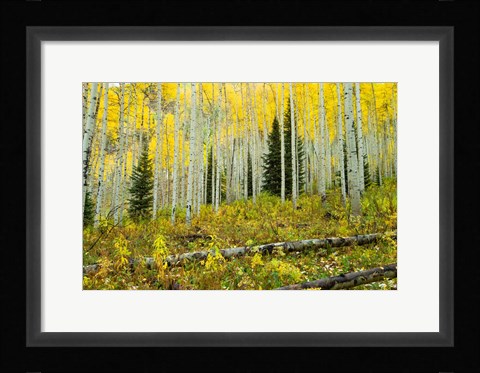 Framed Forest, Maroon Bells, Aspen, Colorado Print