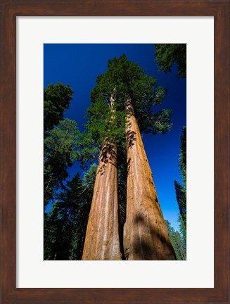 Framed Giant Sequoia Tree in a Forest, Sequoia National Park, California Print