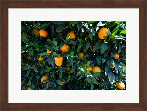 Framed Oranges Growing on a Tree, California Print
