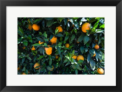Framed Oranges Growing on a Tree, California Print