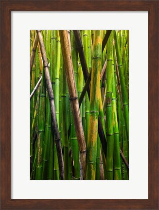 Framed Bamboo Trees, Maui, Hawaii Print