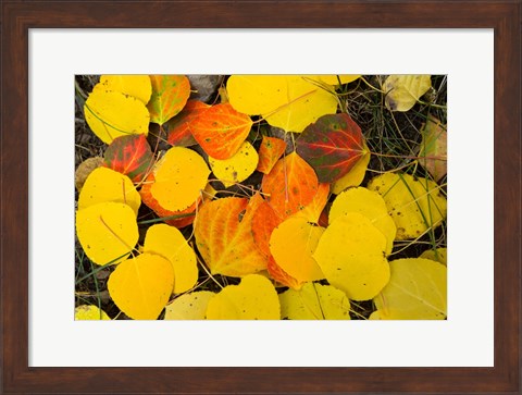 Framed Close-Up of Fallen Leaves, Maroon Creek Valley, Aspen, Colorado Print