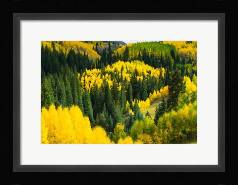 Framed Elevated View of Aspen trees, Maroon Creek Valley, Aspen, Colorado Print
