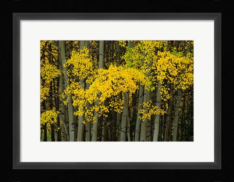 Framed Autumn Trees in Maroon Creek Valley, Aspen, Colorado Print