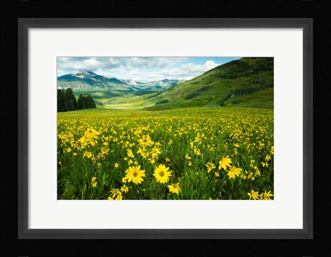 Framed Wildflowers in a Field, Crested Butte, Colorado Print
