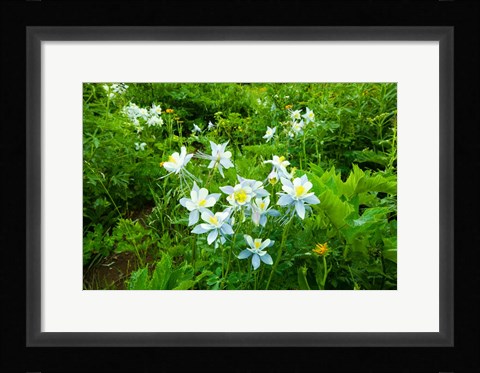 Framed White Flowers in a field, Crested Butte, Colorado Print