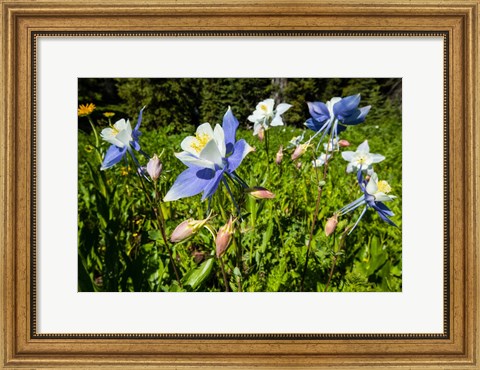 Framed Close-Up of Wildflowers, Crested Butte, Colorado Print
