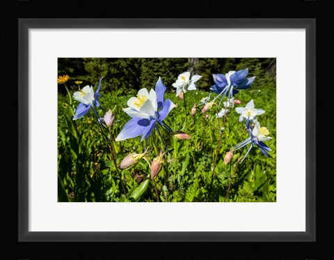 Framed Close-Up of Wildflowers, Crested Butte, Colorado Print