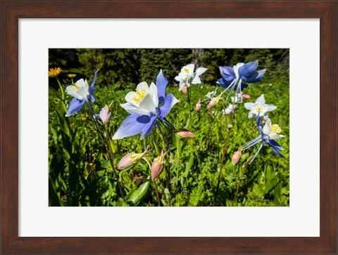 Framed Close-Up of Wildflowers, Crested Butte, Colorado Print