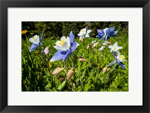 Framed Close-Up of Wildflowers, Crested Butte, Colorado Print