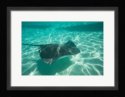 Framed Stingray in the Pacific Ocean, Moorea, Tahiti, French Polynesia Print