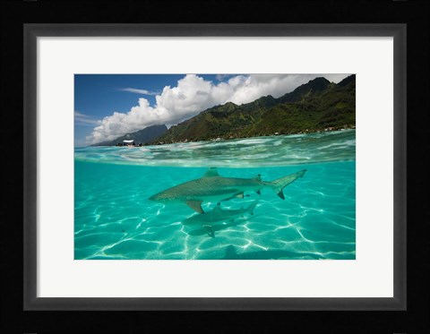 Framed Sharks in the Pacific Ocean, Moorea, Tahiti, French Polynesia Print