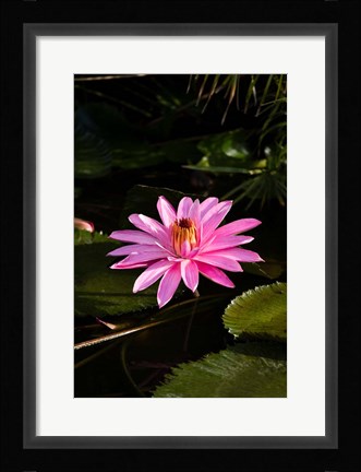 Framed Close-up of Water Lily Flower in a Pond, Tahiti, French Polynesia Print