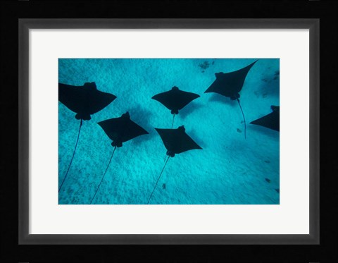 Framed Eagle Rays Swimming in the Pacific Ocean, Tahiti, French Polynesia Print