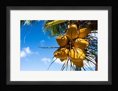 Framed Coconuts Hanging on a Tree, Bora Bora, French Polynesia Print