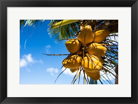 Framed Coconuts Hanging on a Tree, Bora Bora, French Polynesia Print