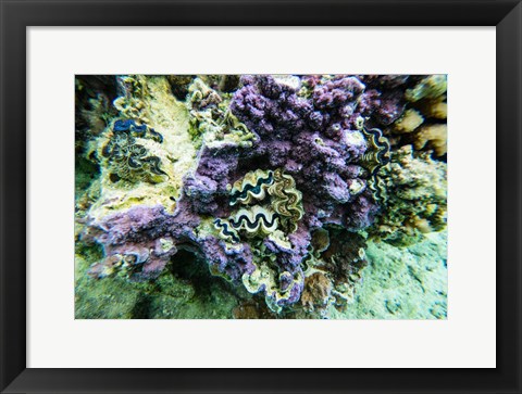 Framed Coral Reef in the Pacific Ocean, Tahiti, French Polynesia Print