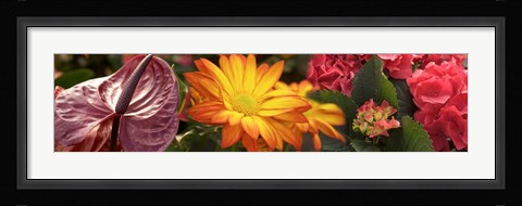Framed Close-up of Red Anthurium, Gerbera Daisy and Red Hydrangeas Print