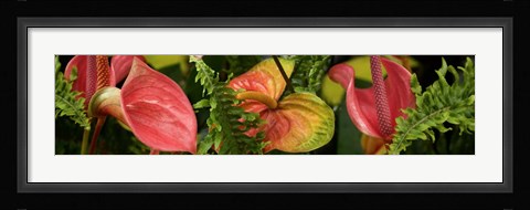 Framed Close-up of Anthurium Plant and Fern Leaves Print