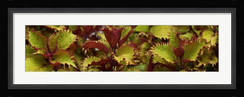 Framed Close-up of Coleus Leaves Print