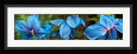 Framed Close-up of Himalayan Poppy Print