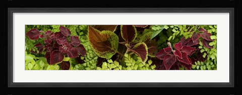 Framed Close-up of Coleus Leaves Print