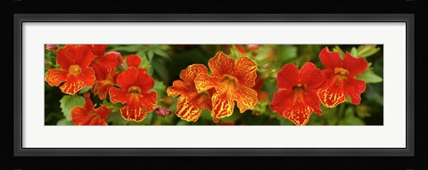 Framed Close-up of Flowers Blooming on Plant Print