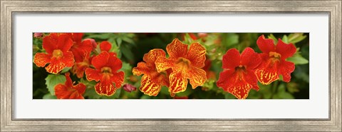 Framed Close-up of Flowers Blooming on Plant Print