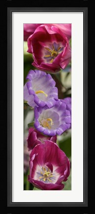 Framed Close-up of Tulip flowers Print