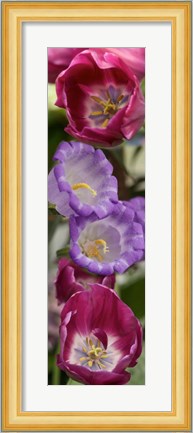 Framed Close-up of Tulip flowers Print