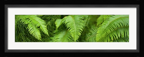 Framed Close-up of Ferns Print