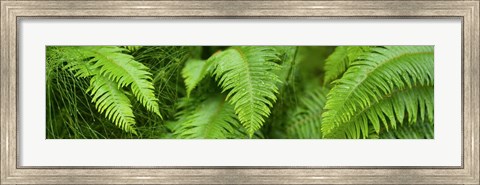 Framed Close-up of Ferns Print