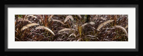 Framed Close-up of Ornamental Grass Print