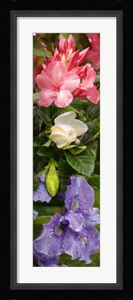 Framed Close-up of Rhododendron and Iris flowers Print