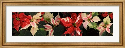 Framed Close-up of Poinsettia Flowers Print