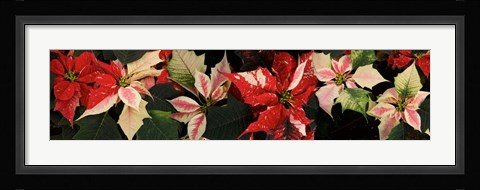 Framed Close-up of Poinsettia Flowers Print