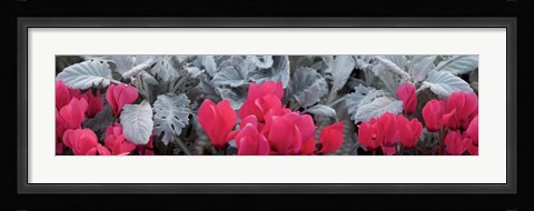 Framed Close-up of Pink Cyclamen and Silver Dust Leaves Print