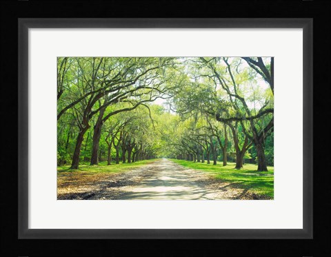 Framed Live Oaks and Spanish Moss Wormsloe State Historic Site Savannah GA Print