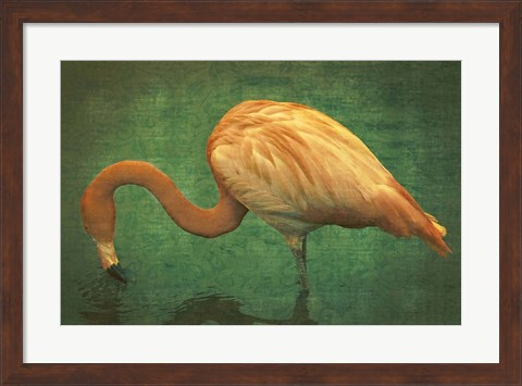 Framed Caribbean Flamingo Print