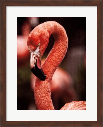 Framed Caribbean Flamingo II Print