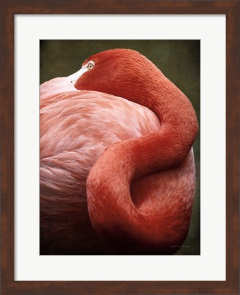 Framed Caribbean Flamingo I Print