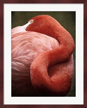 Framed Caribbean Flamingo I Print
