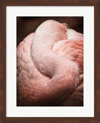 Framed Chilean Flamingo I Print