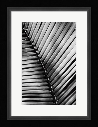 Framed Palm Frond I Print