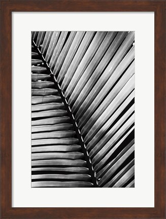 Framed Palm Frond I Print