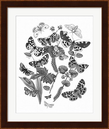 Framed Butterfly Bouquet IV Linen BW IV Print